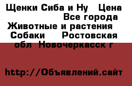 Щенки Сиба и Ну › Цена ­ 35000-85000 - Все города Животные и растения » Собаки   . Ростовская обл.,Новочеркасск г.